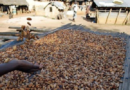 Côte d’Ivoire: Les producteurs de cacao rejettent le prix d’achat proposé par le gouvernement