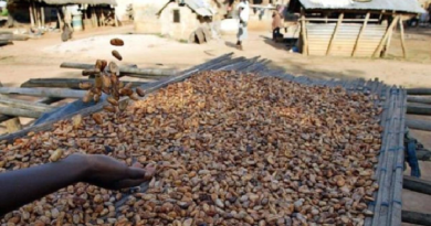 Côte d’Ivoire: Les producteurs de cacao rejettent le prix d’achat proposé par le gouvernement