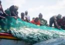 Pêche illicite et non réglementée : 24 navires arraisonnés en six mois (officiel)