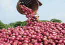 Filière oignon : Ngomène et environs craignent une mévente, après l’ouverture du marché aux gros producteurs