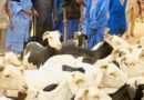 Assouplissement du contrôle des camions et véhicules, exonération des droits et taxes sur les moutons… : Les mesures pour une bonne organisation de la Tabaski