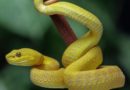 Dérèglement climatique: les serpents venimeux pourraient se déplacer en masse