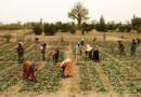 Recherche agricole : les centres CGIAR tentent, à Dakar, de dresser un inventaire de leurs innovations Recherche agricole : les centres CGIAR tentent, à Dakar, de dresser un inventaire de leurs innovations