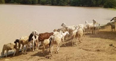 BASSIN DE « PITARKI » (LINGUÈRE) – Une oasis qui soulage des communautés locales