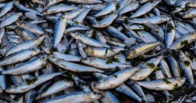 Mbour : la sardinelle, cœur battant d’une économie populaire Mbour : la sardinelle, cœur battant d’une économie populaire