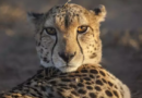Au Somaliland, un refuge pour guépards sauvés d’un trafic vers le Golfe Au Somaliland, un refuge pour guépards sauvés d’un trafic vers le Golfe