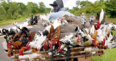 Korité 2026: forte mortalité des poussins, hausse des coûts de production et risque de pénurie de poulets chez les éleveurs