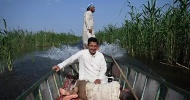 Irak: des pluies hivernales redonnent vie aux mythiques marais mésopotamiens