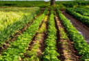 Tivaouane : signaux encourageants d’une percée de l’agroécologie, malgré une adoption encore partielle des normes