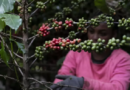 Alerte pesticides: « Du poison dans votre café» Alerte pesticides: « Du poison dans votre café»