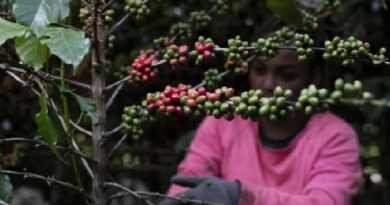 Alerte pesticides: « Du poison dans votre café» Alerte pesticides: « Du poison dans votre café»