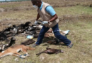 Edioungou: des cadavres d’animaux retrouvés dans les rizières 