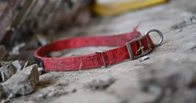 En Corée du Sud, des milliers de chiens disparus avant l&rsquo;interdiction de leur viande