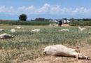 Kaffrine : 22 vaches meurent après avoir consommé de jeunes pousses de sorgho, les services de l’élevage lancent une alerte Kaffrine : 22 vaches meurent après avoir consommé de jeunes pousses de sorgho, les services de l’élevage lancent une alerte