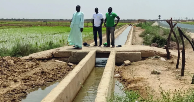 Vallée du fleuve Sénégal : près de 8 500 hectares déjà mis en valeur à Podor Vallée du fleuve Sénégal : près de 8 500 hectares déjà mis en valeur à Podor
