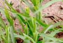 Birkelane : 22 vaches meurent après avoir ingéré des pousses de sorgho Birkelane : 22 vaches meurent après avoir ingéré des pousses de sorgho