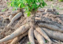 Le manioc, une denrée de souveraineté alimentaire peu exploitée Le manioc, une denrée de souveraineté alimentaire peu exploitée