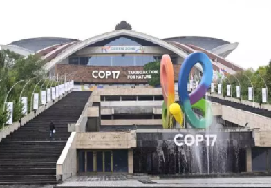A la COP17, les États sommés de rectifier le tir sur leurs engagement pour la nature A la COP17, les États sommés de rectifier le tir sur leurs engagement pour la nature